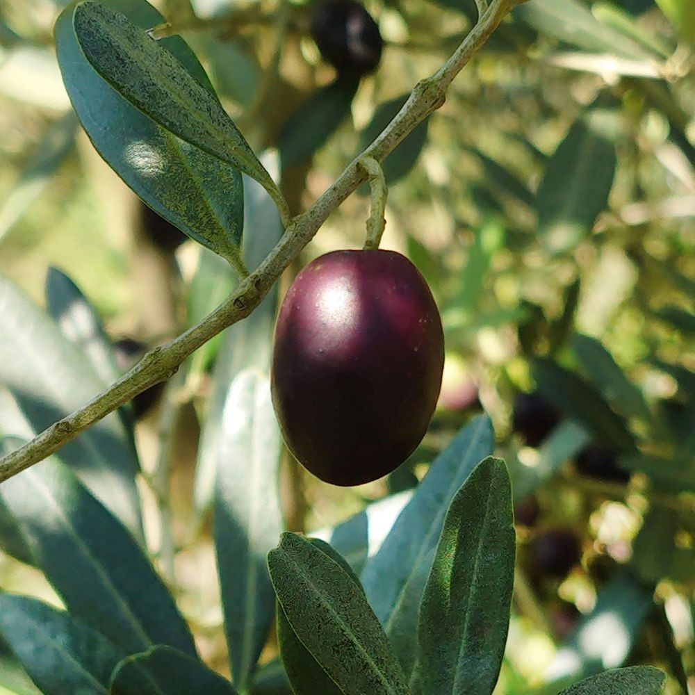 PIANTA DI ULIVO CAROLEA da mensa in vaso 24 età 3/4 anni