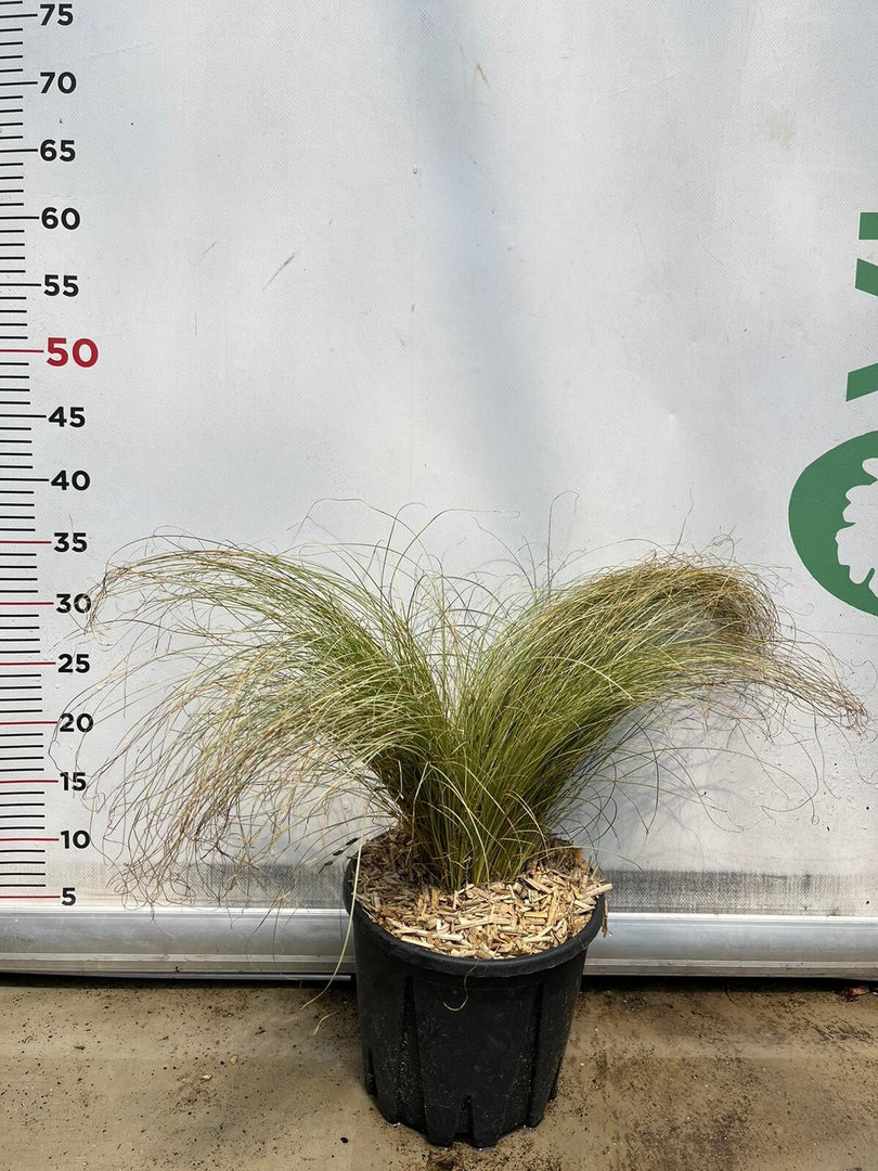 CAREX comans frosted curls pianta graminacea erbacea perenne