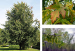 Carica immagine nel visualizzatore Galleria, PIANTA DI ACER ARGENTEO (foto reale) ACERO ARGENTATO IN VASO ALTEZZA 175/180 CM