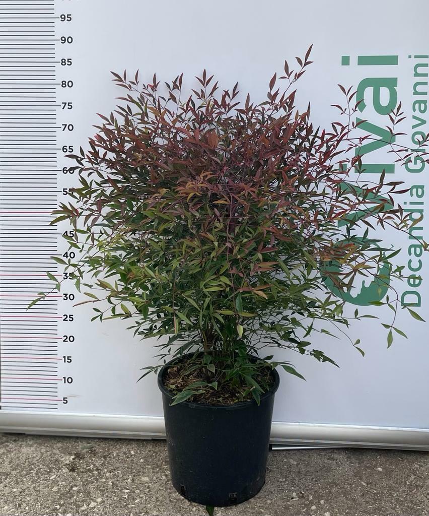 PIANTA DI NANDINA DOMESTICA VASO 24 CM ( FOTO REALI) bacca rossa