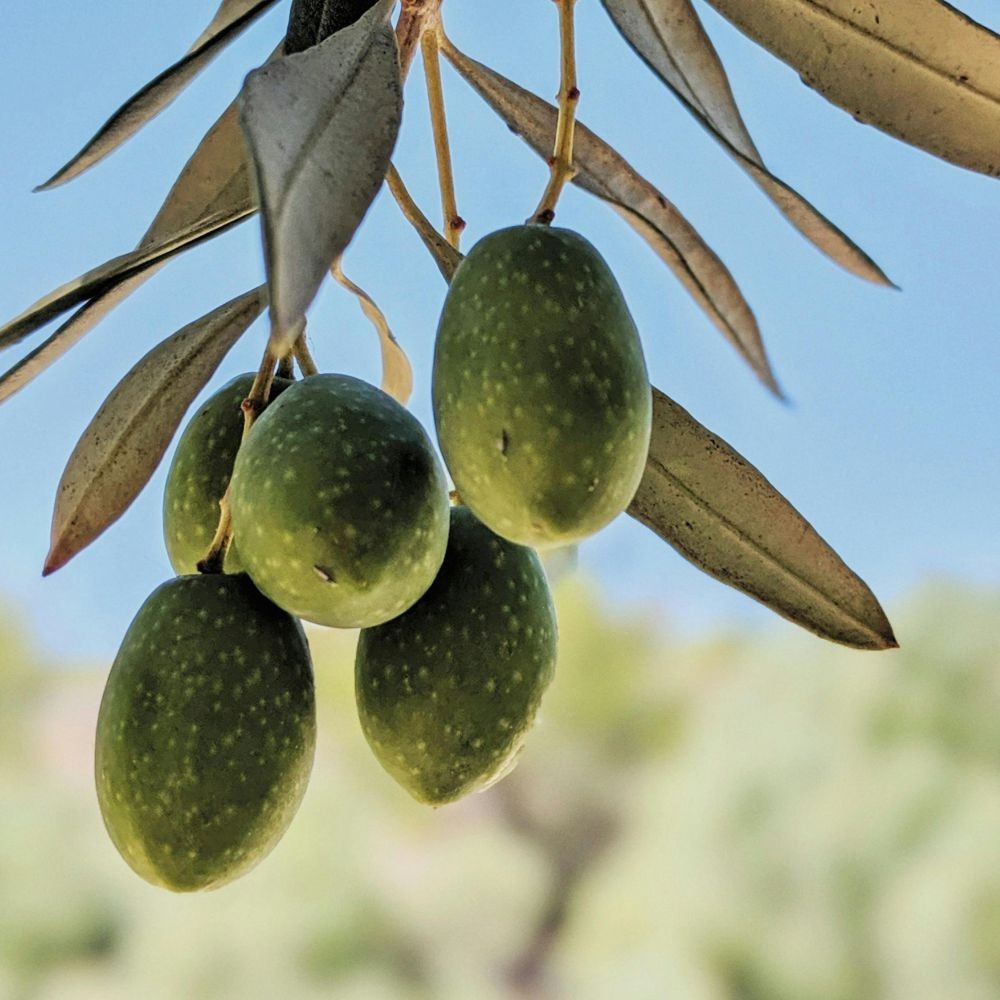 PIANTA DI ULIVO NOCELLARA DEL BELICE da mensa in vaso 20/fitocella età 2/3 anni