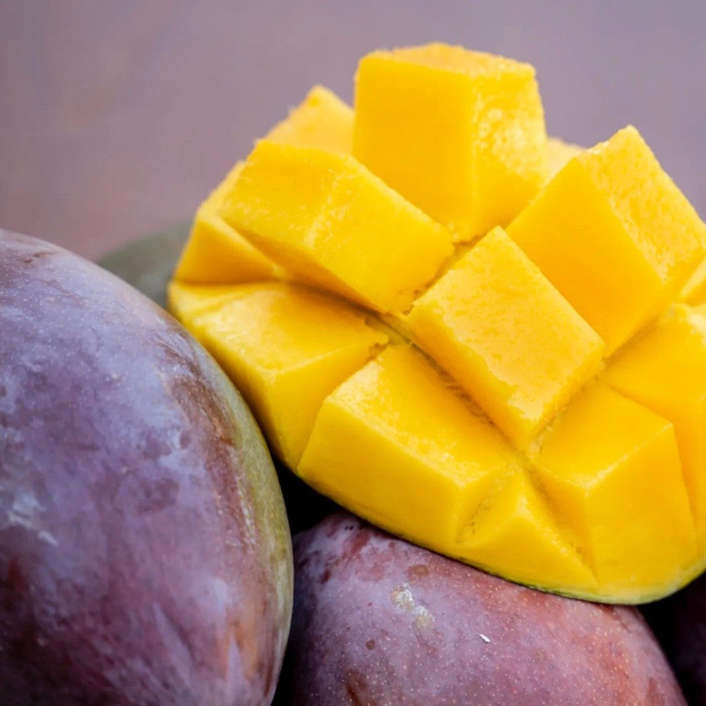 PIANTA DA FRUTTO TROPICALE MANGO OSTEEN in vaso 20 età 2/3 anni (foto reali)