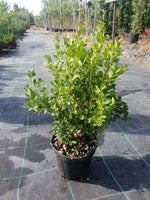 Carica immagine nel visualizzatore Galleria, N. 50 PIANTE DI BUXUS BOSSO FAULKNER VASO CM 17 ALTEZZA 35 CM (foto reale) siepe
