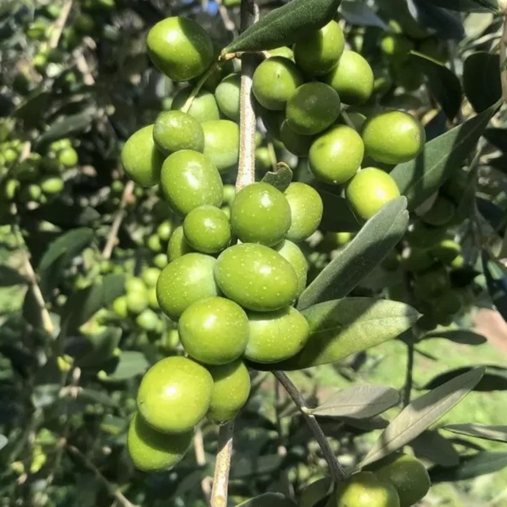 PIANTA DI ULIVO LECCIO DEL CORNO in vaso 20/fitocella età 2/3 anni