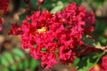 Carica immagine nel visualizzatore Galleria, PIANTA DI LAGERSTROEMIA INDICA PETITE RED ROSSA VASO 20 CM  (foto reale)