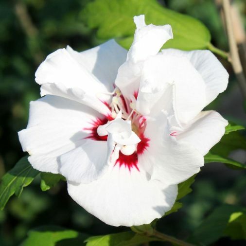 PIANTA DI HIBISCUS SYRIACUS VASO 16 ALTEZZA 30/40 cm COLORI MIX