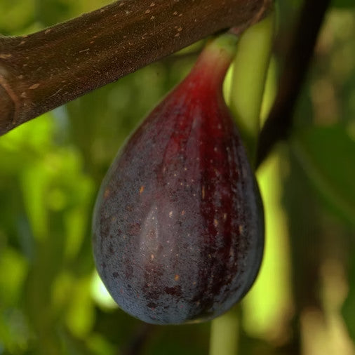 PIANTA DA FRUTTO FICO MELANZANA in vaso 20 età 2/3 anni