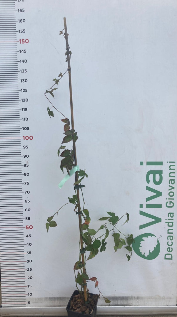 PIANTA DI MORA CHESTER in vaso 16/18 (foto reale)