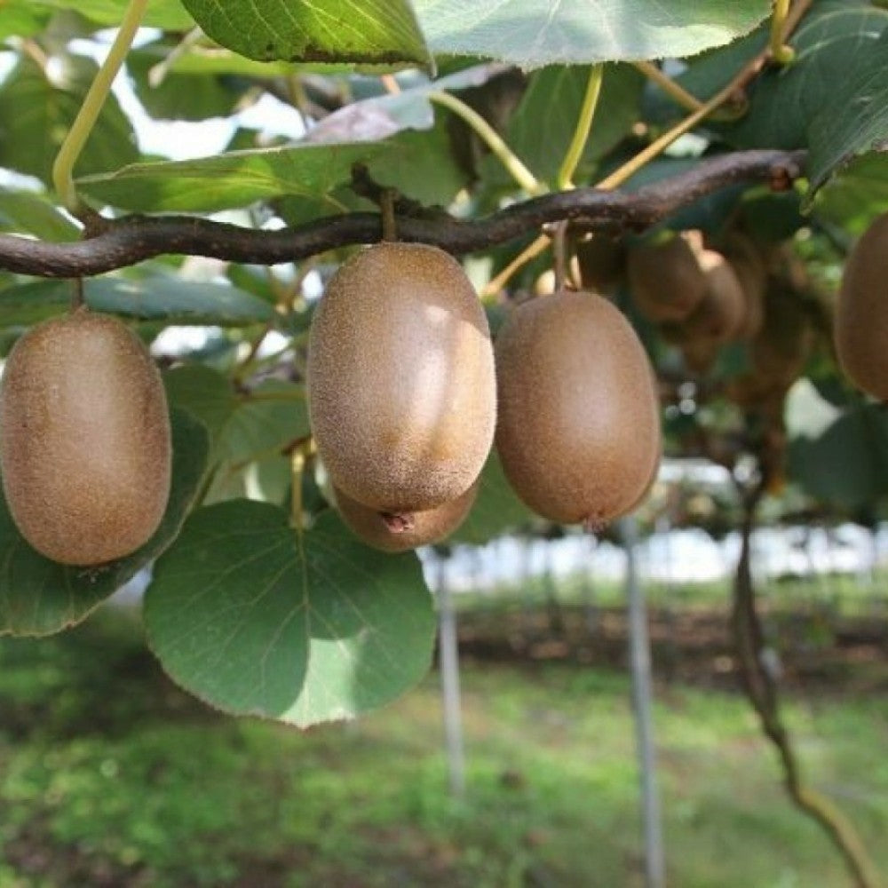 PIANTA DA FRUTTO KIWI FEMMINA HOWARD in vaso 20 età 2/3 anni (foto reali)