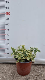 Carica immagine nel visualizzatore Galleria, PIANTA DI VINCA MINOR VARIEGATA VASO 17 CM