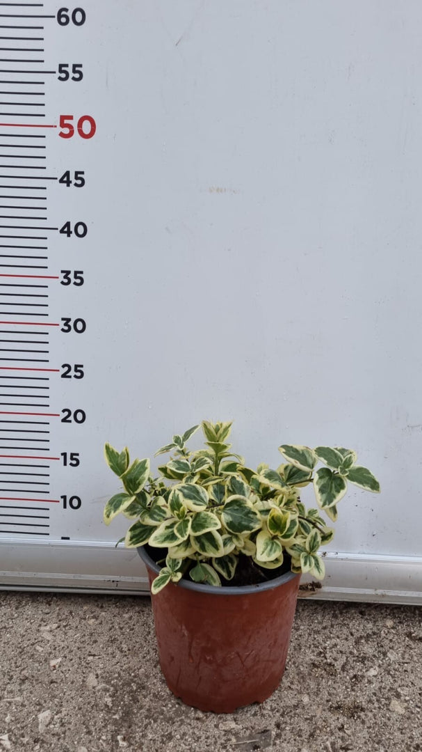 PIANTA DI VINCA MINOR VARIEGATA VASO 17 CM