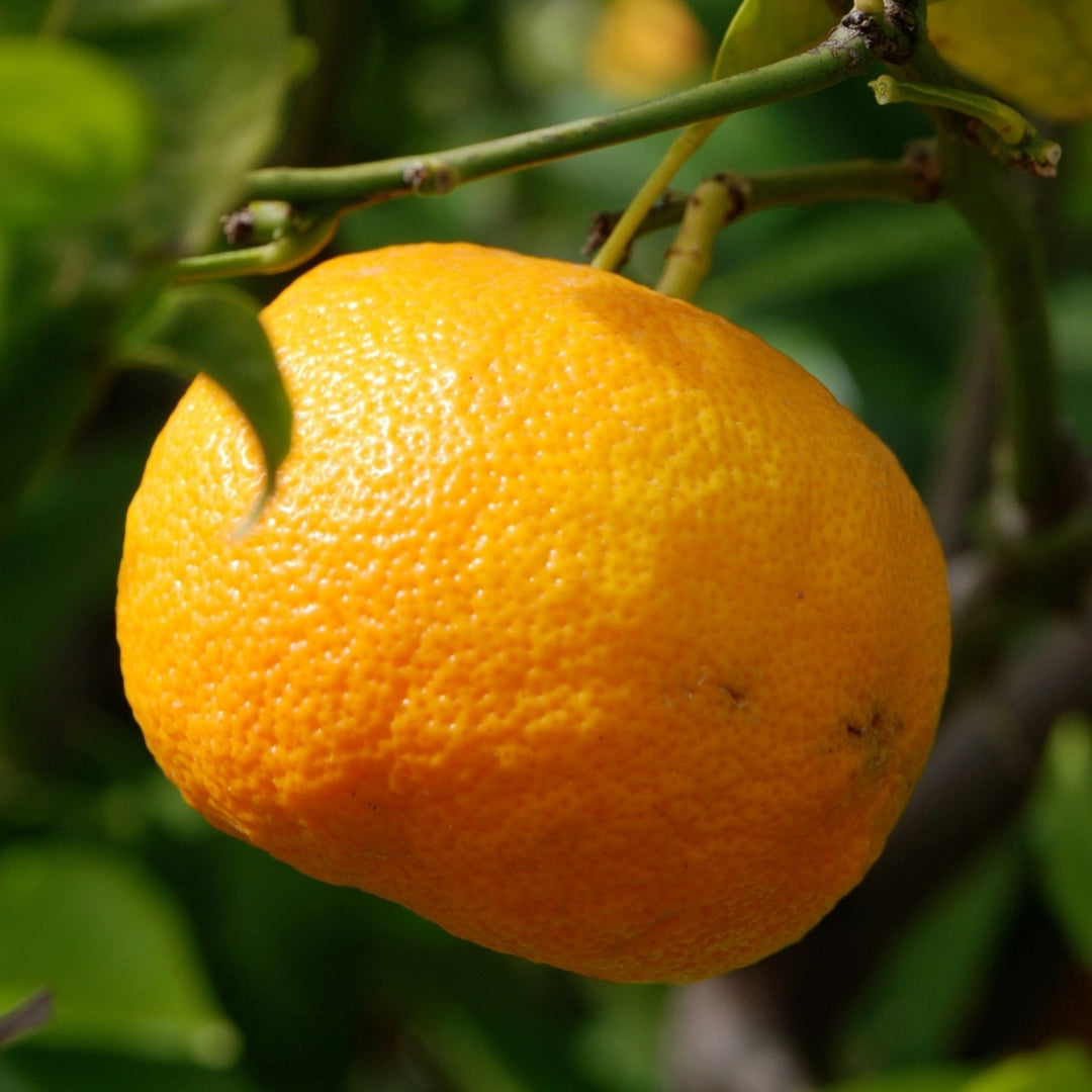 PIANTA DI MANDARINO SATSUMA in fitocella - età 2/3 anni