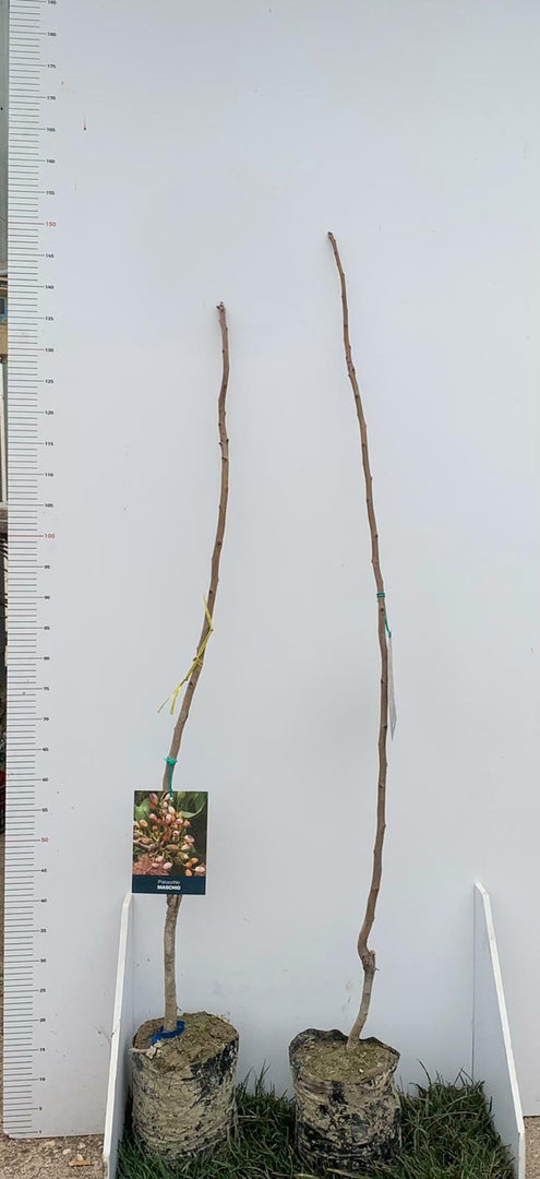 3 Piante di Pistacchio AEGINA (2 Femmina + 1 Maschio) Innesto 1 Anno – Fitocella