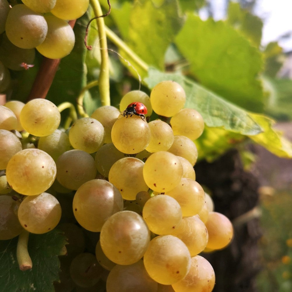 PIANTA DA FRUTTO UVA GRECO DI TUFO in vaso età 2/3 anni (foto reali)