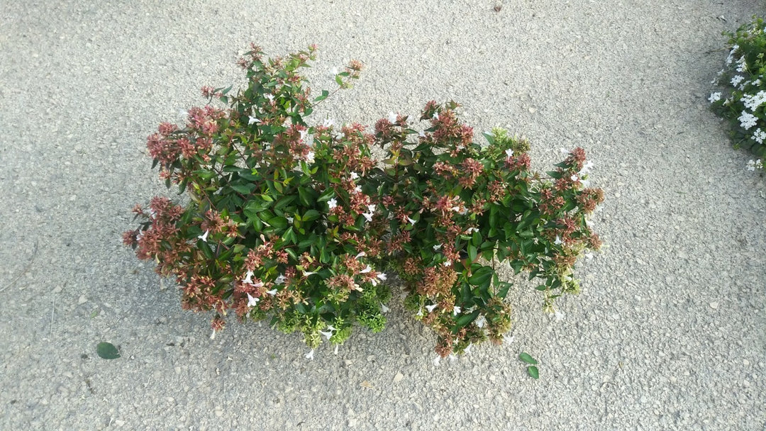 PIANTA DI ABELIA GRANDIFLORA VASO CM 16  (foto reale)