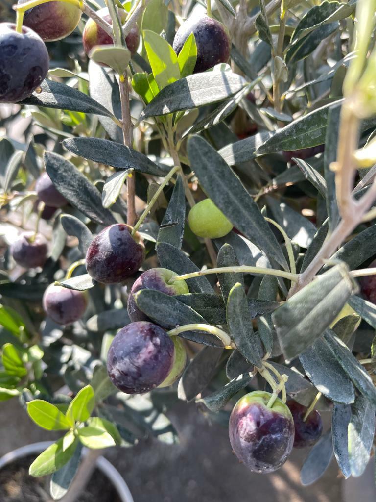 PIANTA DI ULIVO "CIPRESSINO" AD ALBERELLO VASO 25CM H. 90/100 CM