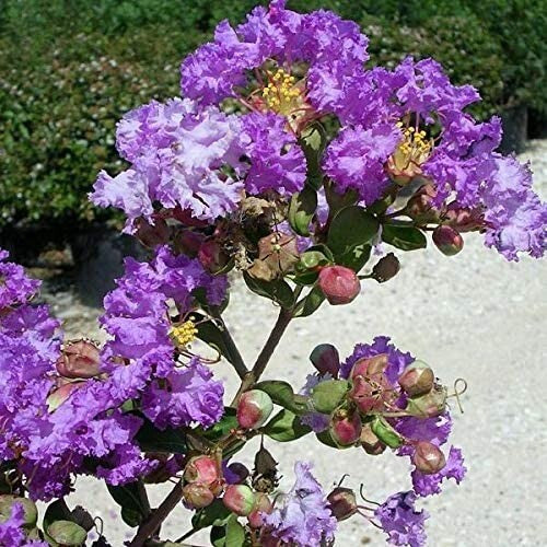 PIANTA DI LAGERSTROEMIA INDICA VIOLA VASO 20 CM  (foto reale)
