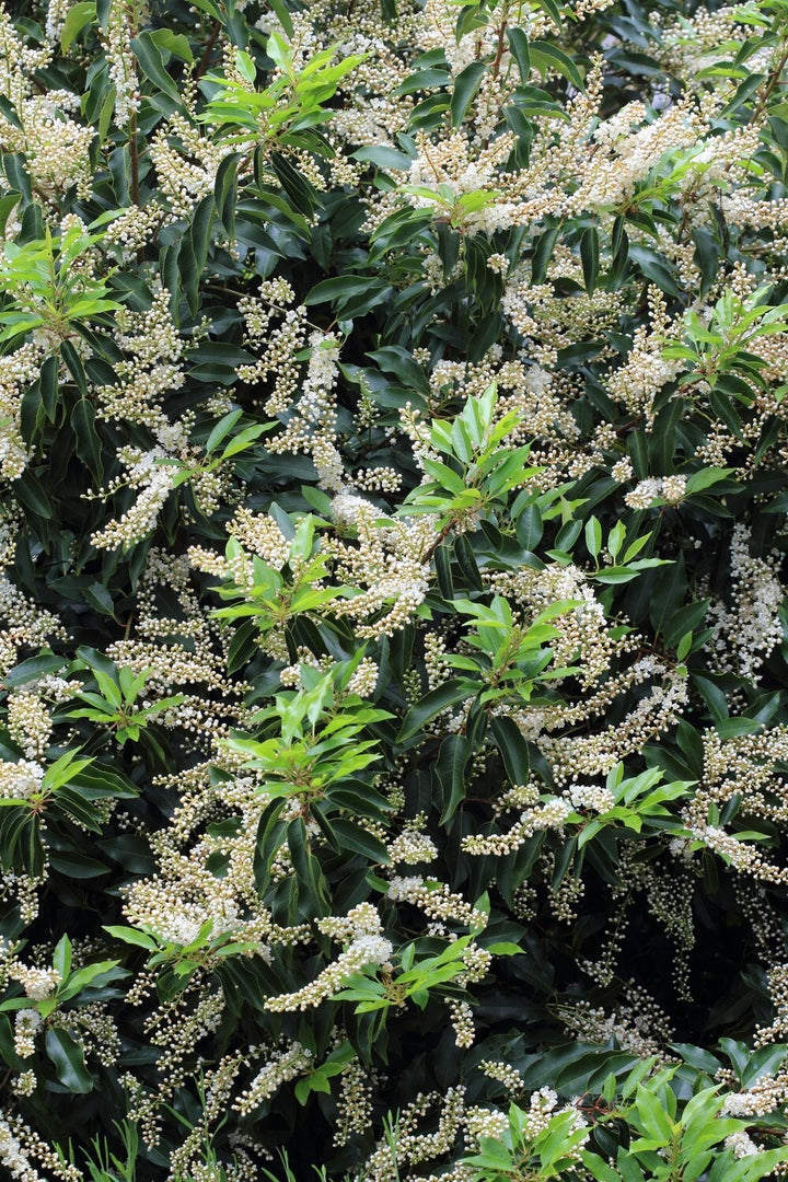 PIANTA DI PRUNUS LUSITANICA ANGUSTIFOLIA in vaso clt 15 (FOTO REALE)