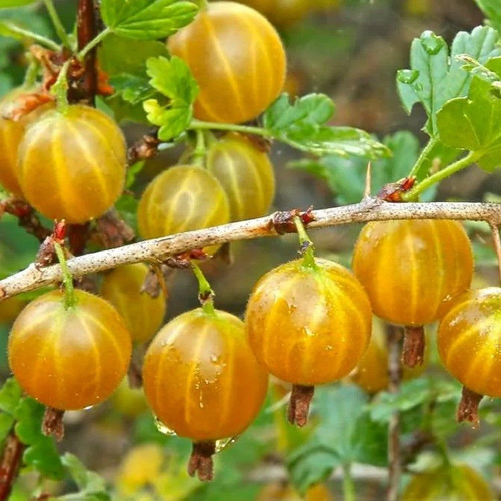 PIANTA DI UVA SPINA GIALLA in vaso 16/18 (foto reali)