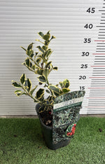 Carica immagine nel visualizzatore Galleria, PIANTA DI ILEX VARIEGATO in vaso quadrato (foto reali)