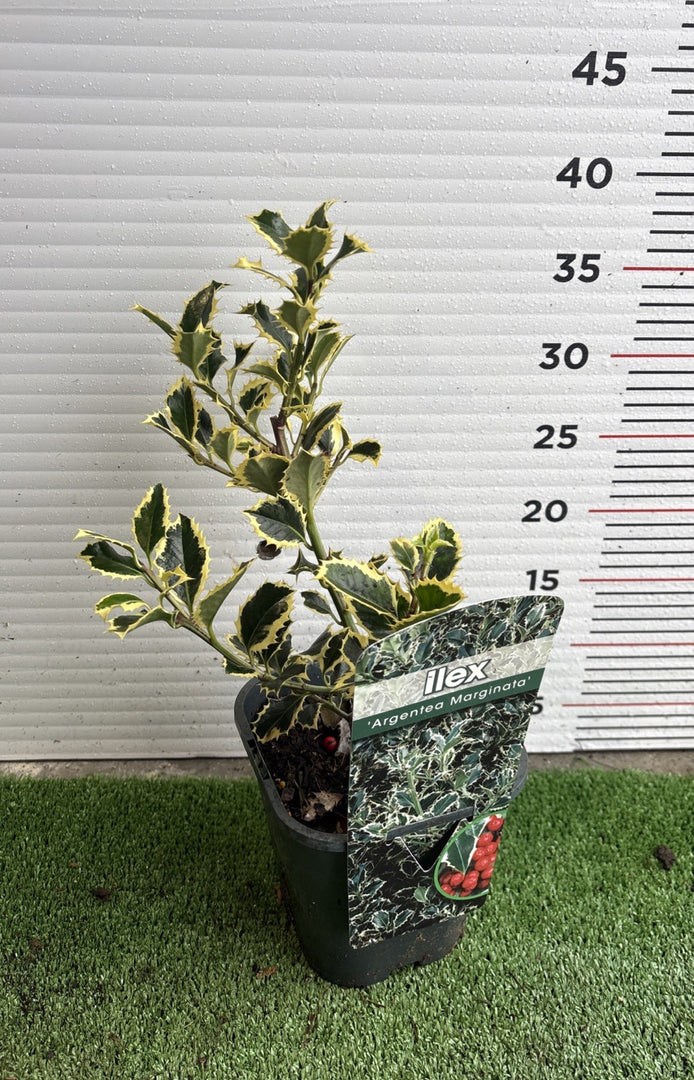 PIANTA DI ILEX VARIEGATO in vaso quadrato (foto reali)