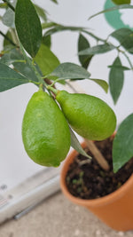 Carica immagine nel visualizzatore Galleria, Pianta di LEMONQUAT  in vaso 20 cm altezza cm 70/80 CM