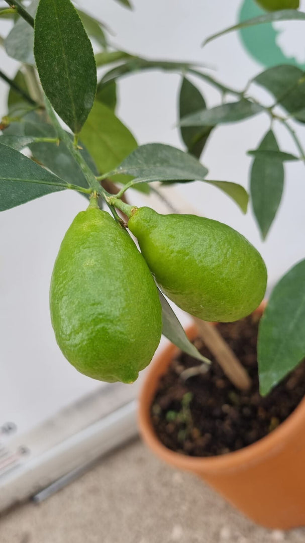 Pianta di LEMONQUAT  in vaso 20 cm altezza cm 70/80 CM