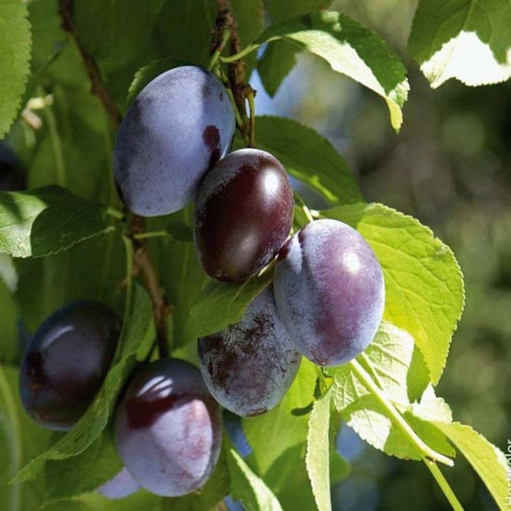 PIANTA DA FRUTTO SUSINO NANO in vaso bianco (foto reali)