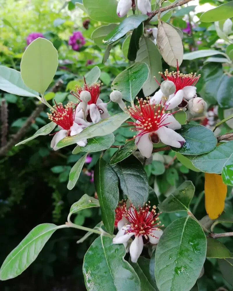 PIANTA DI FEIJOA ACCA SELLOWIANA IN VASO 30 altezza 120/140 cm (foto reali)