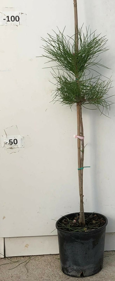 PIANTA DI PINUS PINEA PINO DA FRUTTO IN VASO  CM 20 ALTEZZA 80 CM