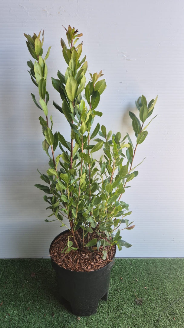 Arbutus Unedo (Corbezzolo) vaso 19 cm (foto reali)