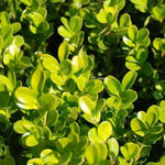 Carica immagine nel visualizzatore Galleria, PIANTA DI BUXUS FAULKNER IN VASO CIRC. SFERA 50-60 CM (foto reali) BOSSO A PALLA