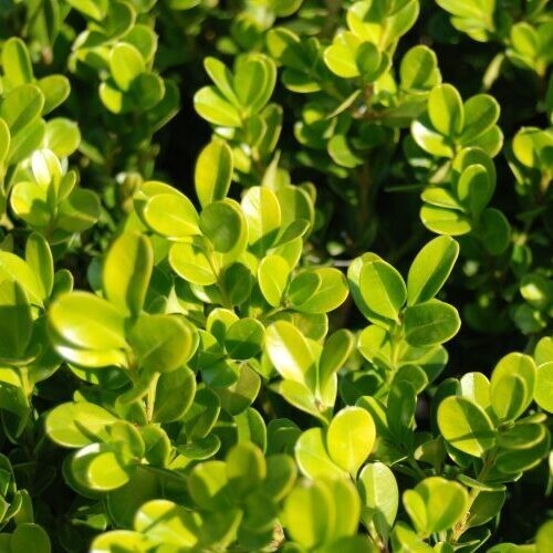 PIANTA DI BUXUS FAULKNER IN VASO CIRC. SFERA 50-60 CM (foto reali) BOSSO A PALLA