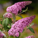 Carica immagine nel visualizzatore Galleria, PIANTA DI BUDDLEJA IN VASO 18 CM ALBERO DELLA FARFALLA colori mix