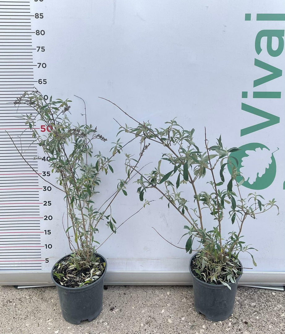 PIANTA DI BUDDLEJA IN VASO 18 CM ALBERO DELLA FARFALLA colori mix