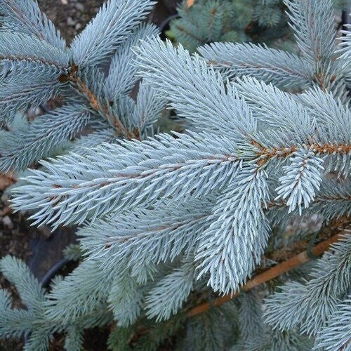 PIANTA DI PICEA PUNGENS HOOPSII VASO CLT 40 H. 150/170  (foto reale) ABETE BLU