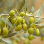 Carica immagine nel visualizzatore Galleria, PIANTA DI ULIVO CIMA DI MELFI in vaso 24 - età 3/4 anni (foto reali)