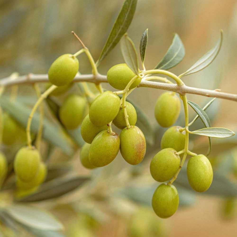 PIANTA DI ULIVO CIMA DI MELFI in vaso 24 - età 3/4 anni (foto reali)