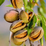 Carica immagine nel visualizzatore Galleria, PIANTA DA FRUTTO MANDORLO a radice nuda - varietà a scelta età 2 anni foto reali