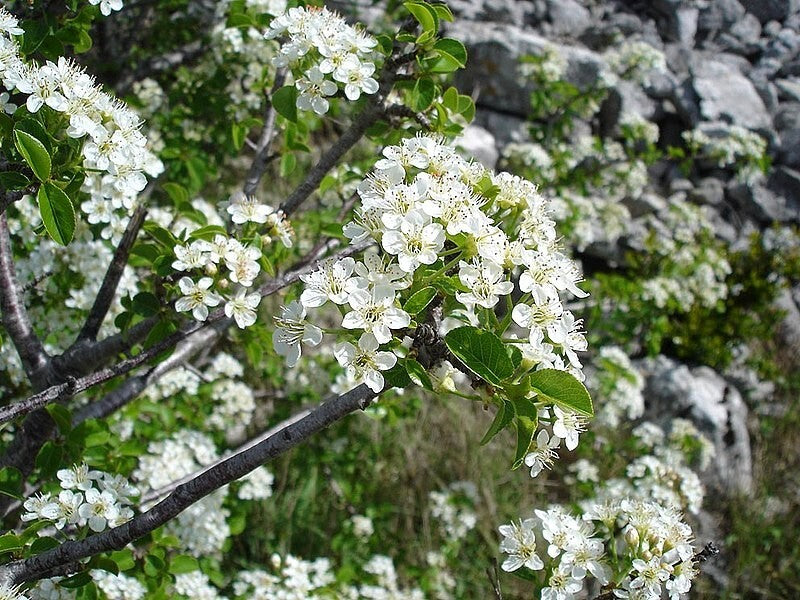 PIANTA DI PRUNUS MAHALEB IN VASO 18 CM (foto reale) CILIEGIO CANINO