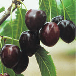 Carica immagine nel visualizzatore Galleria, PIANTA DA FRUTTO CILIEGIA KORDIA in mastello età 5/6 anni C.T. 14/16