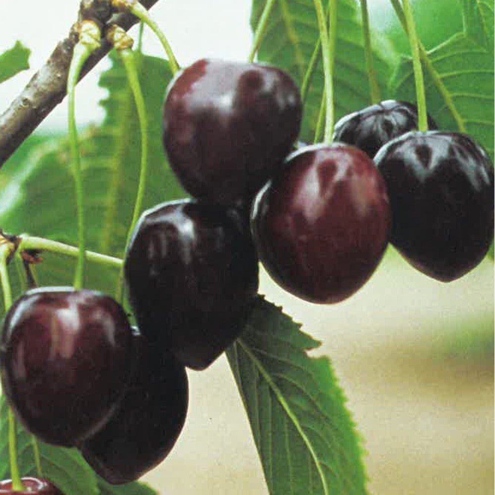 PIANTA DA FRUTTO CILIEGIA KORDIA in mastello età 5/6 anni C.T. 14/16