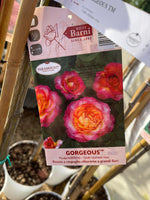 Carica immagine nel visualizzatore Galleria, PIANTA DI ROSA ALBERELLO BARNI  VASO BIANCO  COLORI MIX