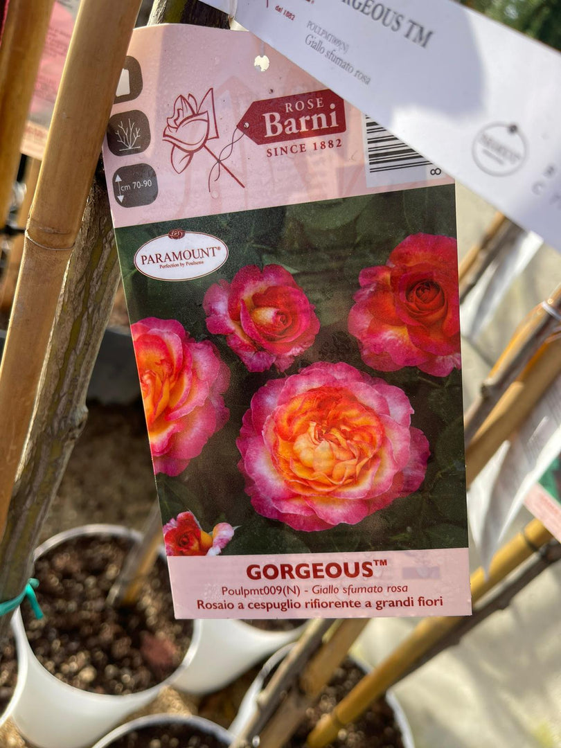 PIANTA DI ROSA ALBERELLO BARNI  VASO BIANCO  COLORI MIX