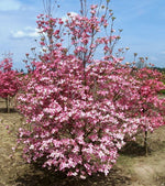Carica immagine nel visualizzatore Galleria, PIANTA DI CORNUS FLORIDA RUBRA IN VASO ALTEZZA 80/100 CM ( FOTO REALE) CORNIOLO

