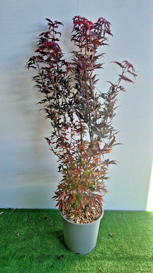 Acer Palmatum Skeeters Broom vaso 27 cm (foto reali)