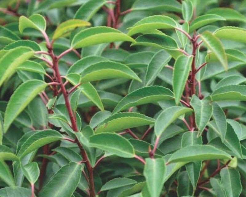 PIANTA DI PRUNUS LUSITANICA ANGUSTIFOLIA in vaso clt 15 (FOTO REALE)