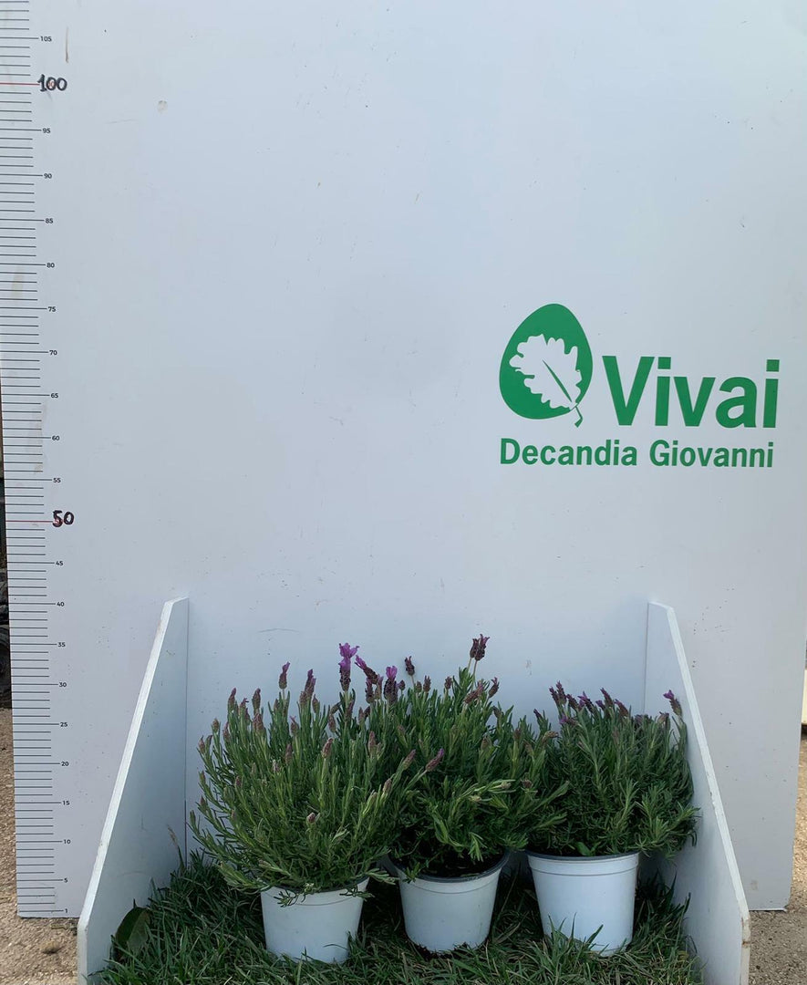PIANTA DI LAVANDA ANGUSTIFOGLIA IN VASO 14 CM   profumatissima