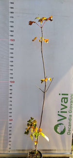 Carica immagine nel visualizzatore Galleria, PIANTA DI ACER PSEUDOPLATANUS IN VASO 18 CM (foto reale) ACERO DI MONTE