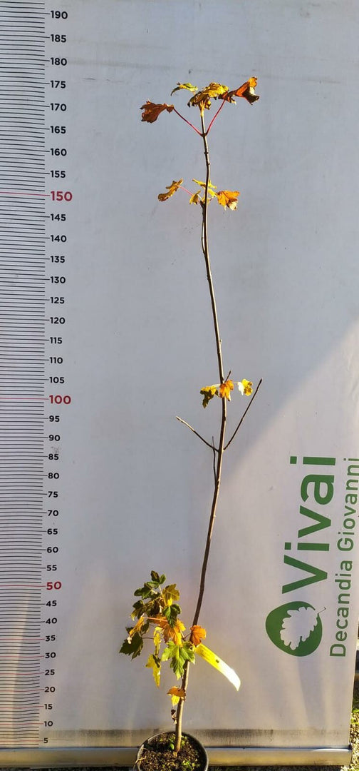 PIANTA DI ACER PSEUDOPLATANUS IN VASO 18 CM (foto reale) ACERO DI MONTE